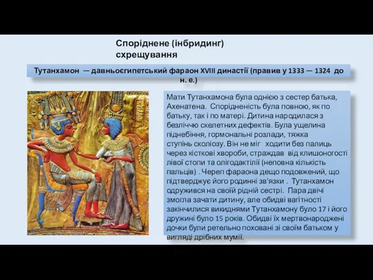 Мати Тутанхамона була однією з сестер батька, Ахенатена. Спорідненість була повною, як