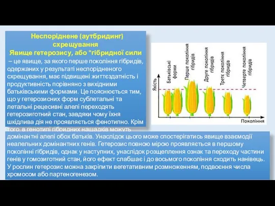 Неспоріднене (аутбридинг) схрещування Явище гетерозису, або "гібридної сили – це явище, за