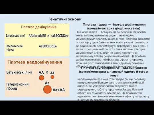 Гіпотеза друга переваги (наддомінування (компліментарна дія алелей одного й того ж гену)