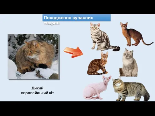Дикий європейський кіт Походження сучасних тварин