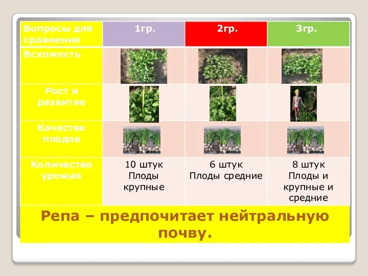 Репа – предпочитает нейтральную почву.