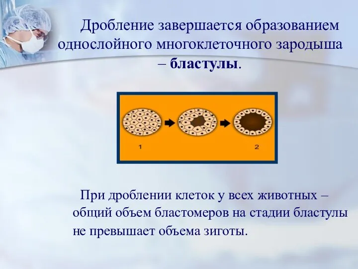 Дробление завершается образованием однослойного многоклеточного зародыша – бластулы. При дроблении клеток у