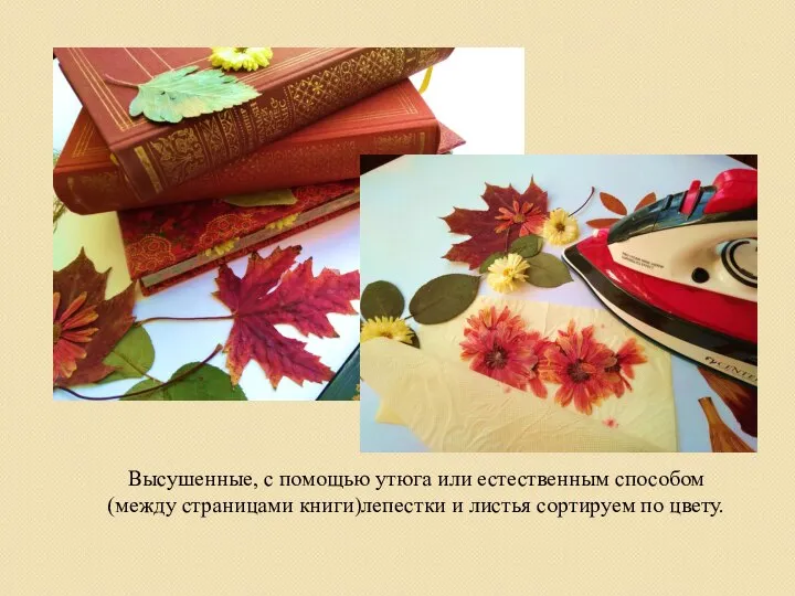 Высушенные, с помощью утюга или естественным способом (между страницами книги)лепестки и листья сортируем по цвету.