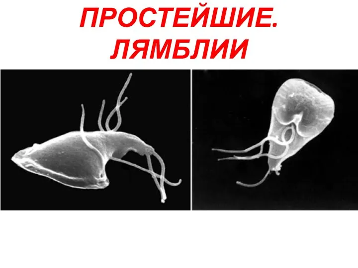 ПРОСТЕЙШИЕ. ЛЯМБЛИИ