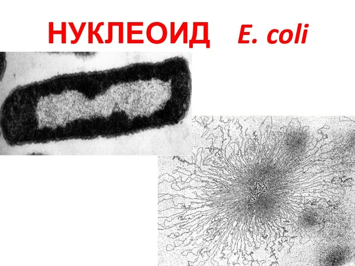 НУКЛЕОИД E. coli