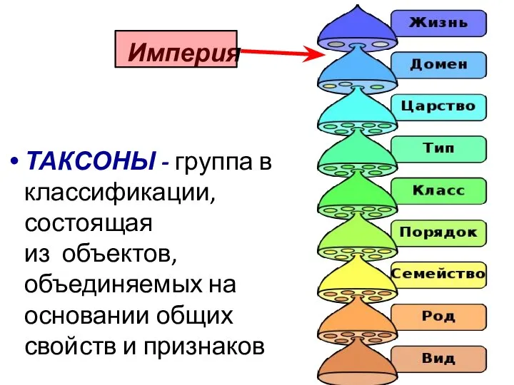 Империя ТАКСОНЫ - группа в классификации, состоящая из объектов, объединяемых на основании общих свойств и признаков