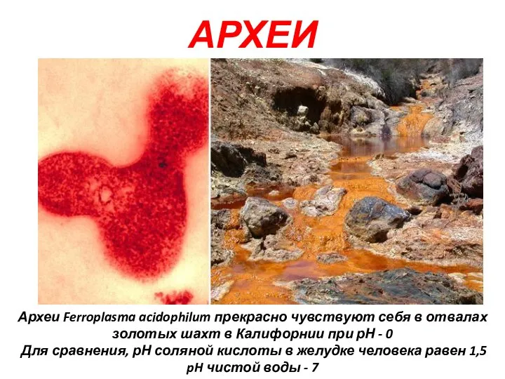 АРХЕИ Археи Ferroplasma acidophilum прекрасно чувствуют себя в отвалах золотых шахт в