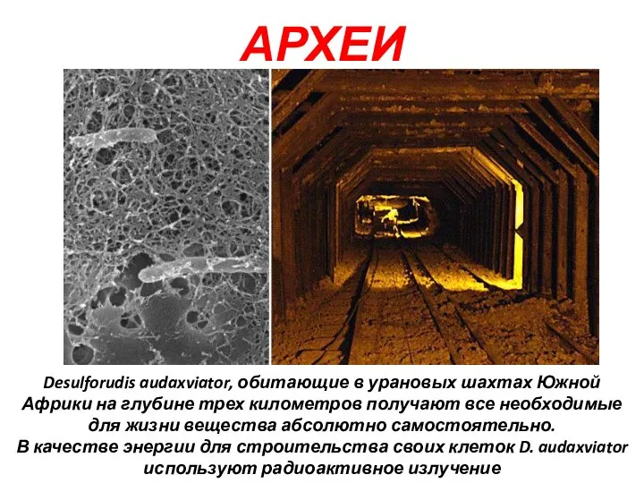 АРХЕИ Desulforudis audaxviator, обитающие в урановых шахтах Южной Африки на глубине трех