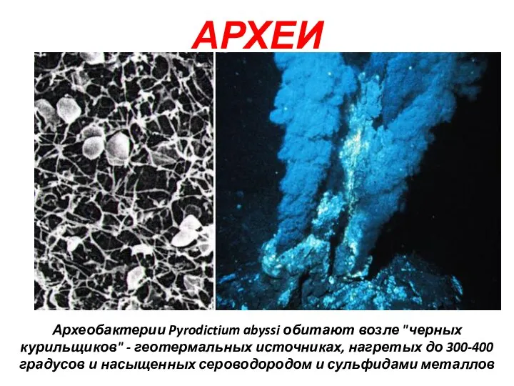 АРХЕИ Археобактерии Pyrodictium abyssi обитают возле "черных курильщиков" - геотермальных источниках, нагретых