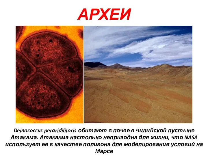 АРХЕИ Deinococcus peraridilitoris обитают в почве в чилийской пустыне Атакама. Атакакма настолько