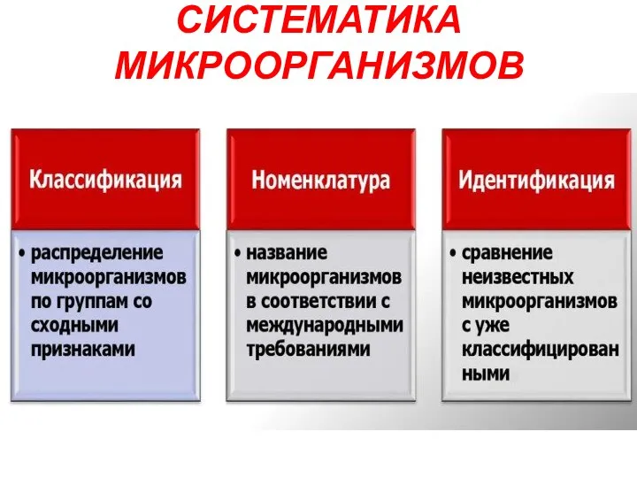 СИСТЕМАТИКА МИКРООРГАНИЗМОВ