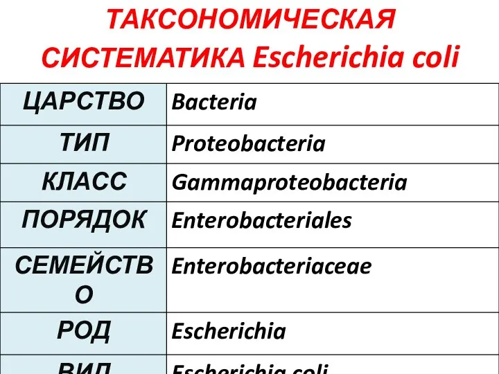 ТАКСОНОМИЧЕСКАЯ СИСТЕМАТИКА Escherichia coli