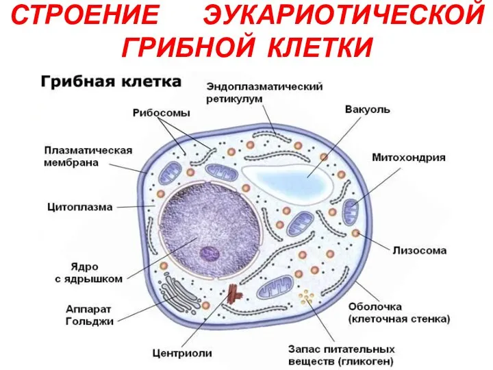 СТРОЕНИЕ ЭУКАРИОТИЧЕСКОЙ ГРИБНОЙ КЛЕТКИ