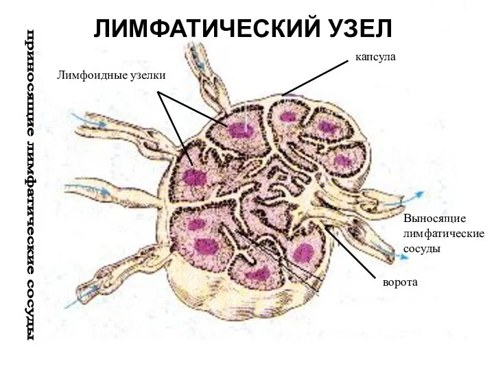 капсула приносящие лимфатические сосуды ворота Выносящие лимфатические сосуды Лимфоидные узелки ЛИМФАТИЧЕСКИЙ УЗЕЛ