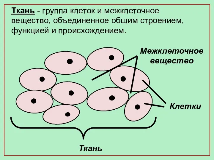 Ткань - группа клеток и межклеточное вещество, объединенное общим строением, функцией и