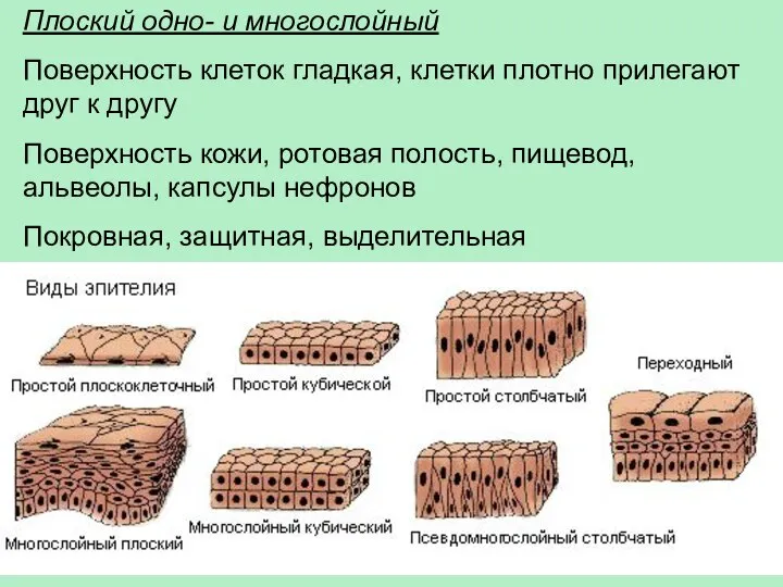 Плоский одно- и многослойный Поверхность клеток гладкая, клетки плотно прилегают друг к