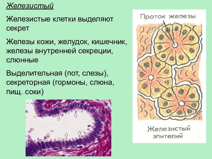 Железистый Железистые клетки выделяют секрет Железы кожи, желудок, кишечник, железы внутренней секреции,