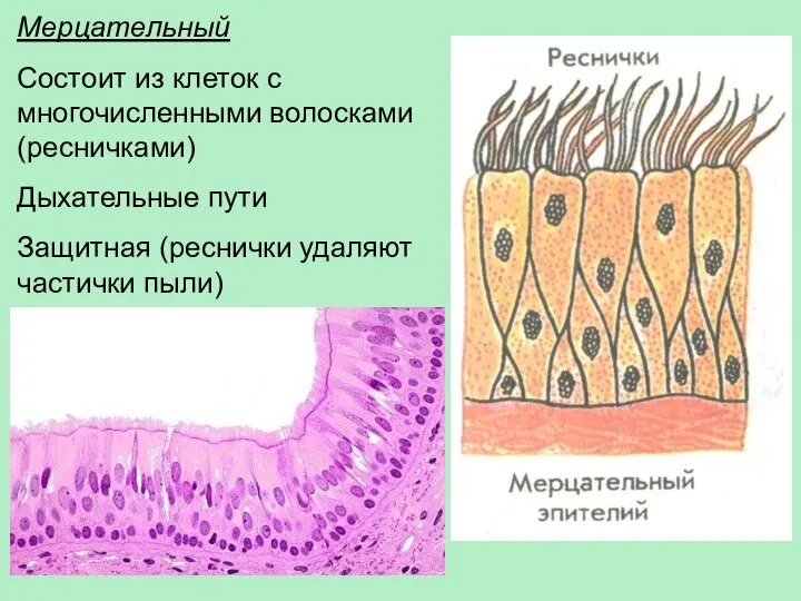 Мерцательный Состоит из клеток с многочисленными волосками (ресничками) Дыхательные пути Защитная (реснички удаляют частички пыли)