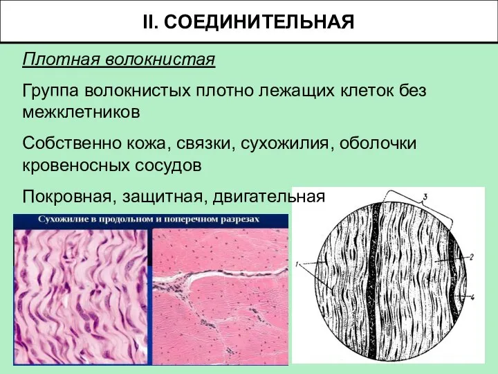 Плотная волокнистая Группа волокнистых плотно лежащих клеток без межклетников Собственно кожа, связки,