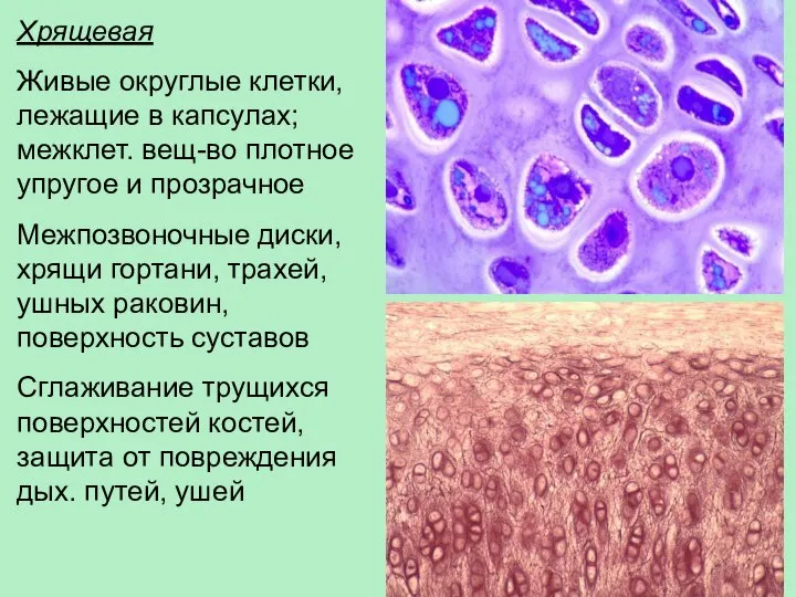 Хрящевая Живые округлые клетки, лежащие в капсулах; межклет. вещ-во плотное упругое и