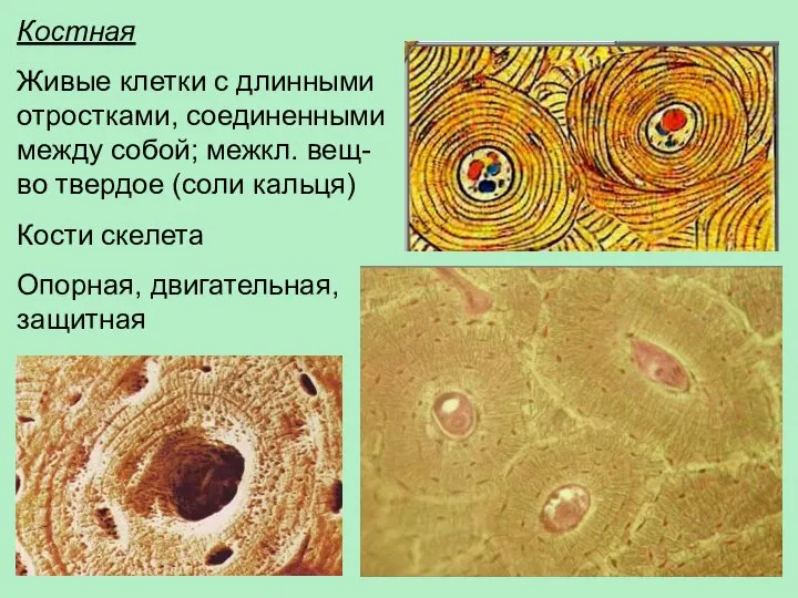 Костная Живые клетки с длинными отростками, соединенными между собой; межкл. вещ-во твердое