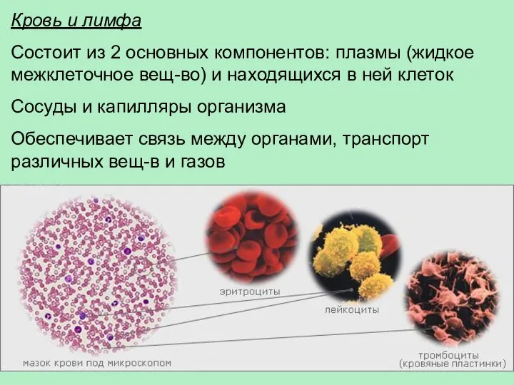 Кровь и лимфа Состоит из 2 основных компонентов: плазмы (жидкое межклеточное вещ-во)