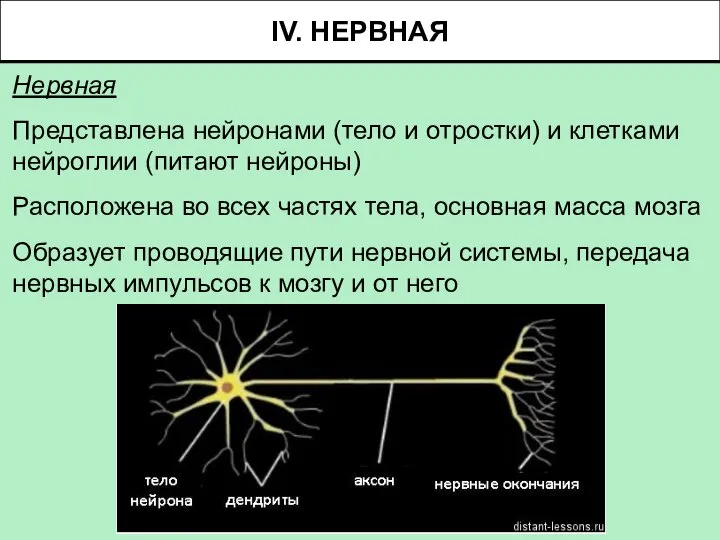Нервная Представлена нейронами (тело и отростки) и клетками нейроглии (питают нейроны) Расположена