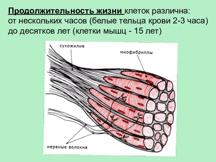 Продолжительность жизни клеток различна: от нескольких часов (белые тельца крови 2-3 часа)