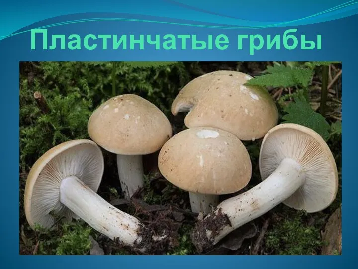 Пластинчатые грибы