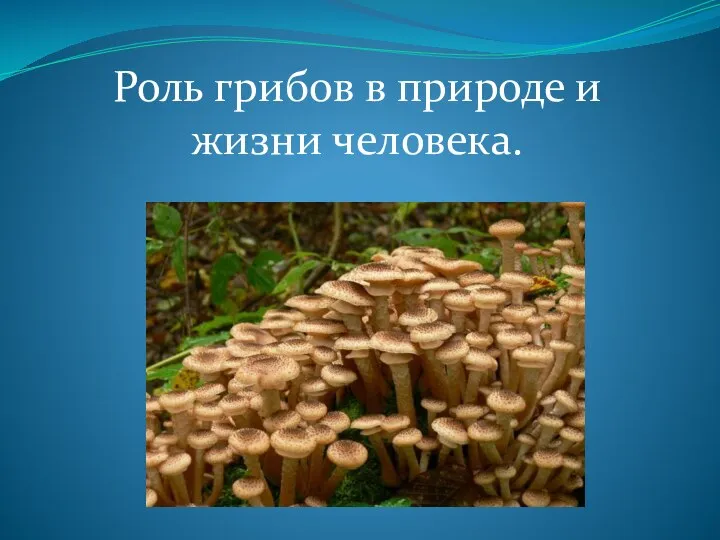 Роль грибов в природе и жизни человека.