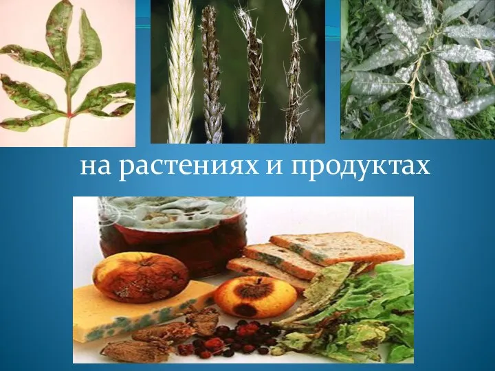 на растениях и продуктах