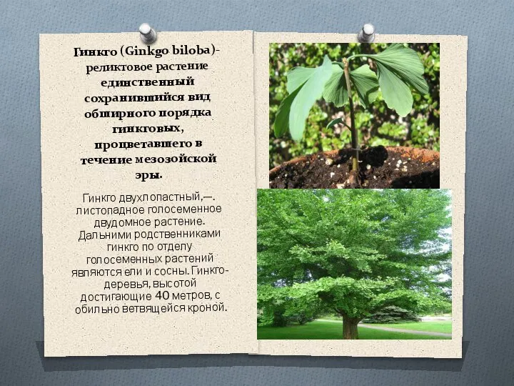 Гинкго (Ginkgo biloba)- реликтовое растение единственный сохранившийся вид обширного порядка гинкговых, процветавшего