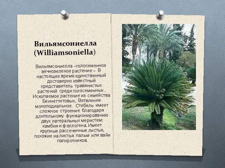 Вильямсониелла (Williamsoniella) Вильямсониелла –голосеменное вечнозеленое растение – В настоящее время единственный достоверно