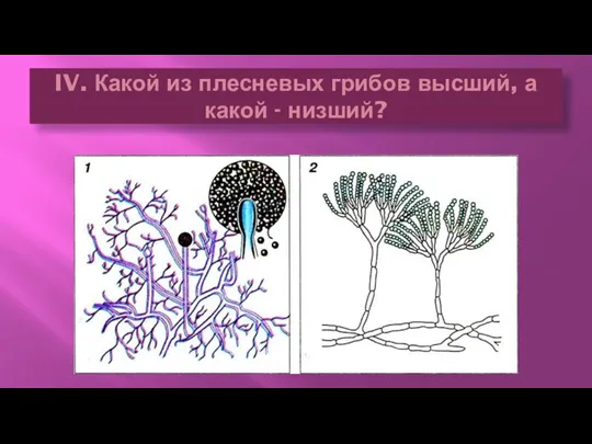 IV. Какой из плесневых грибов высший, а какой - низший?
