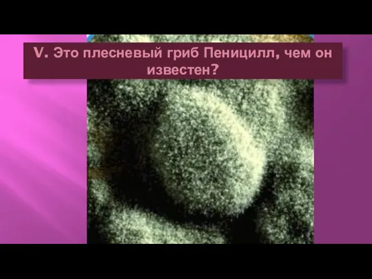 V. Это плесневый гриб Пеницилл, чем он известен?