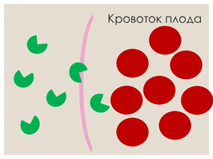 Кровоток плода