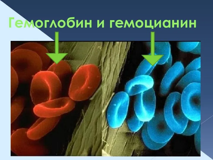 Гемоглобин и гемоцианин