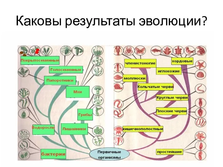 Каковы результаты эволюции?