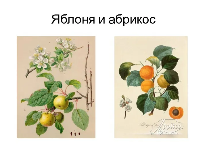 Яблоня и абрикос