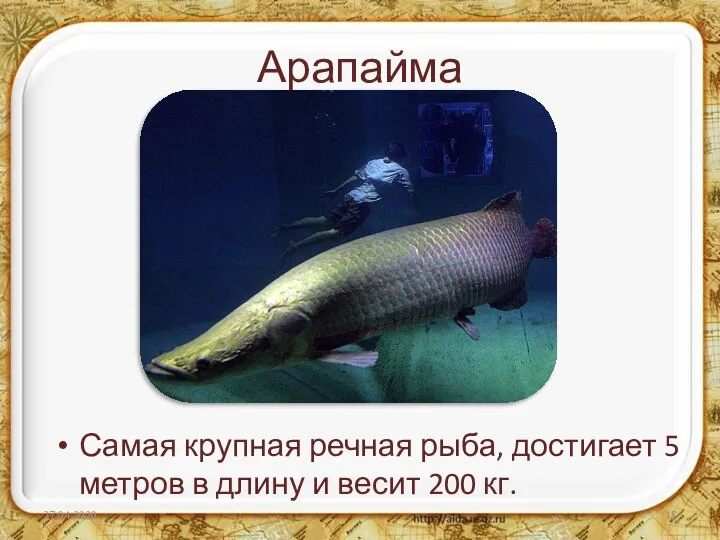 Арапайма Самая крупная речная рыба, достигает 5 метров в длину и весит 200 кг. 27.04.2020