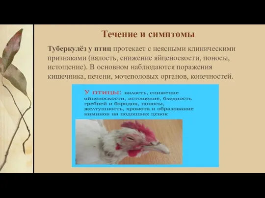 Течение и симптомы Туберкулёз у птиц протекает с неясными клиническими признаками (вялость,
