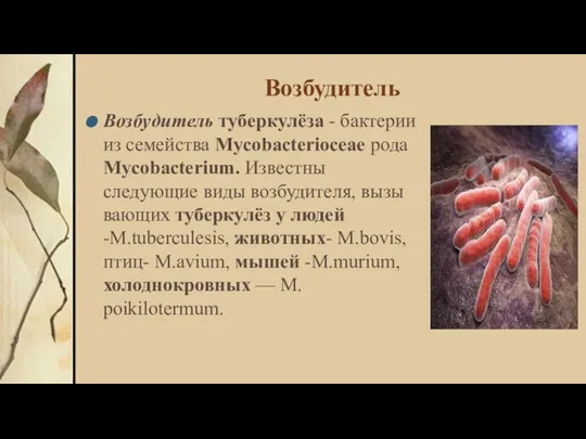 Возбудитель Возбудитель туберкулёза - бактерии из семейства Mycobacterioceае рода Mycobacterium. Известны следующие