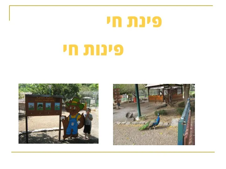 פינת חי פינות חי