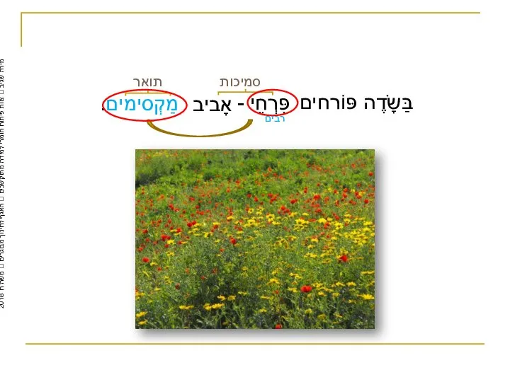 אָביב תואר סמיכות מַקְסימים. בַּשָֹדֶה פּוֹרחים פִּרְחֵי - רבים מירה שגיב ?