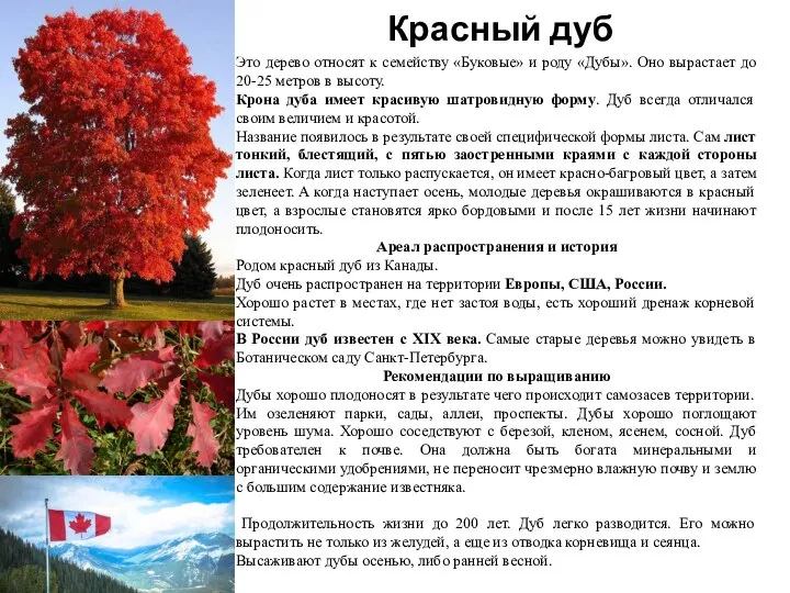 Красный дуб Это дерево относят к семейству «Буковые» и роду «Дубы». Оно