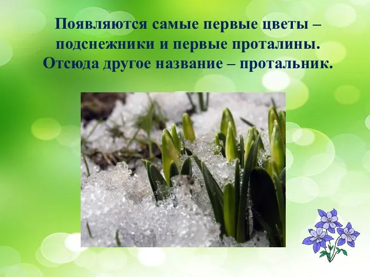 Появляются самые первые цветы – подснежники и первые проталины. Отсюда другое название – протальник.