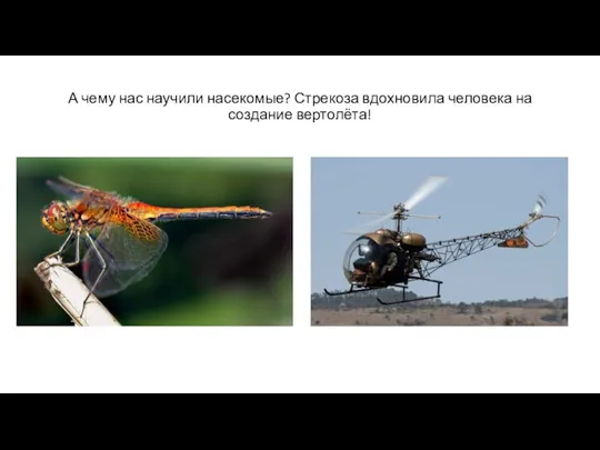 А чему нас научили насекомые? Стрекоза вдохновила человека на создание вертолёта!