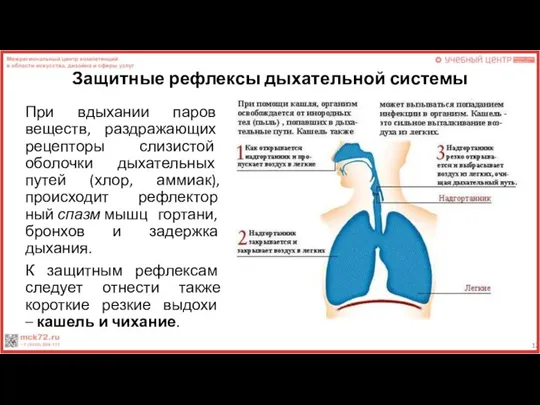 Защитные рефлексы дыхательной системы При вдыхании па­ров веществ, раздражающих рецепторы слизистой оболочки
