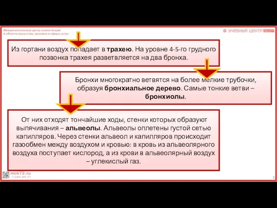 Из гортани воздух попадает в трахею. На уровне 4-5-го грудного позвонка трахея