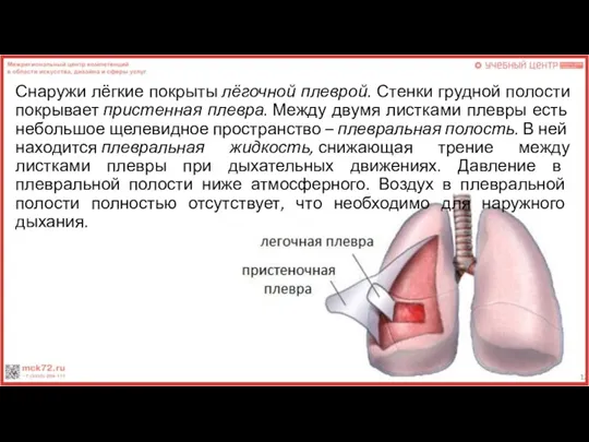 Снаружи лёгкие покрыты лёгочной плеврой. Стенки грудной полости покрывает пристенная плевра. Между